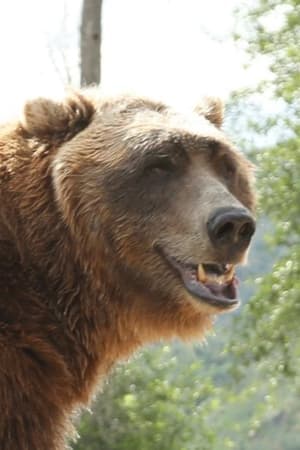 The Bear
