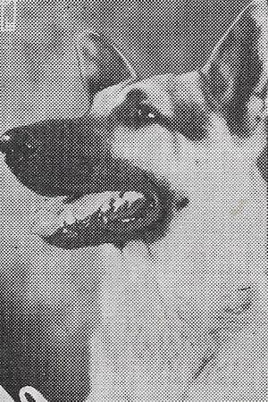The Wolf Dog