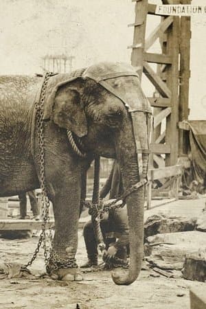 Electrocuting an Elephant