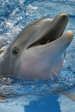 Dolphin Tale