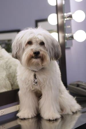 Pudsey the Dog: The Movie