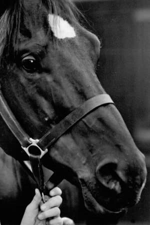 Black Beauty