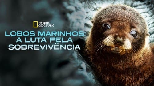 Fur Seals