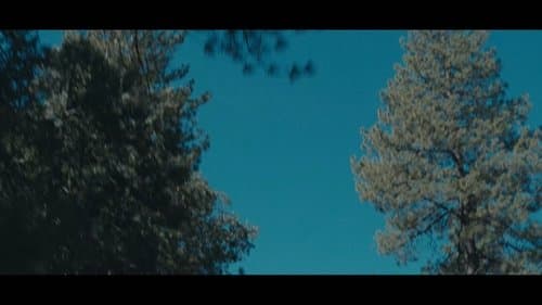 The Woods