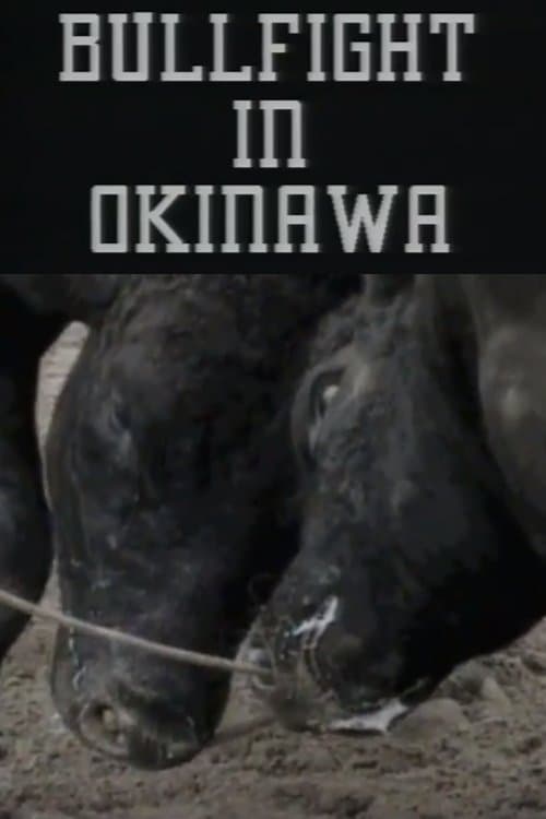 Bullfight in Okinawa
