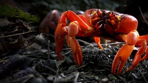The Giant Robber Crab
