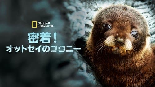 Fur Seals