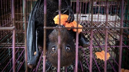 Corona: The Pandemic and the Pangolin