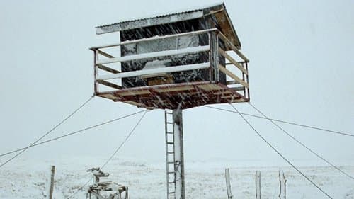 Nest