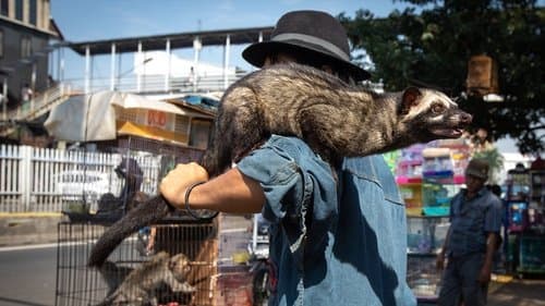 Corona: The Pandemic and the Pangolin