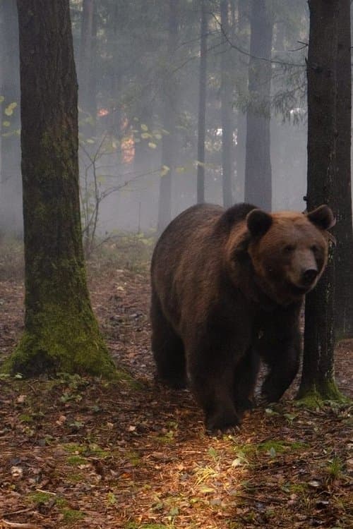 Papa Bear