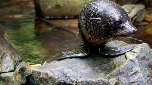 Fur Seals