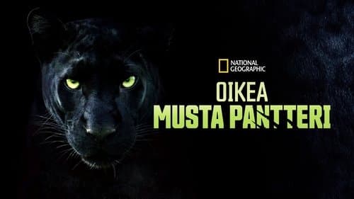 The Real Black Panther