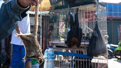 Corona: The Pandemic and the Pangolin