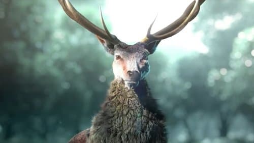 Anima