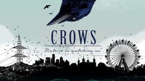 Crows - Nature Is Watching Us