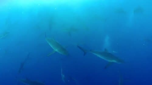 Shark Land: Welcome to Cocos Island