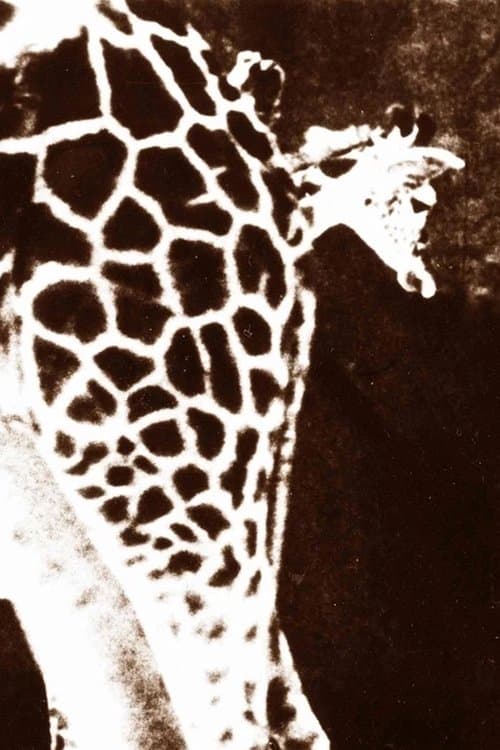 8½ x 11