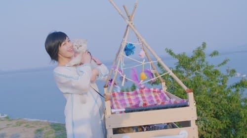 The Journey of the 12 Cats