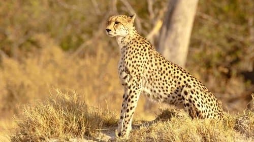 Serengeti Speed Queen