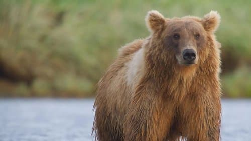 Alaska's Giant Bears