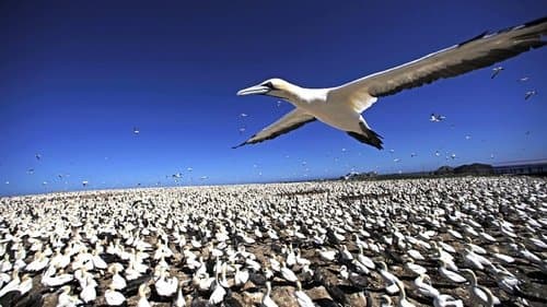 Earthflight