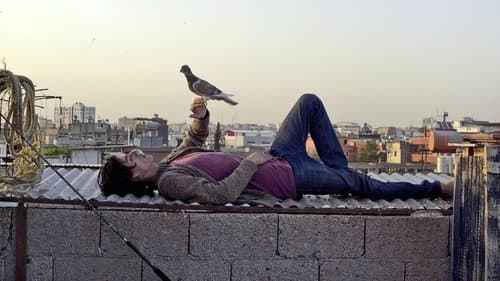 The Pigeon