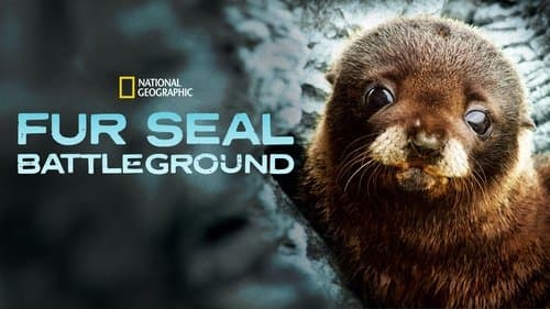 Fur Seals