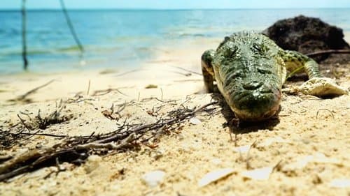 Life and Death in Paradise: Crocs of the Caribbean