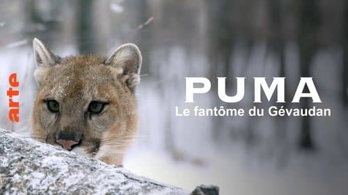 Cougar: On the Trail of the Ghost Cat