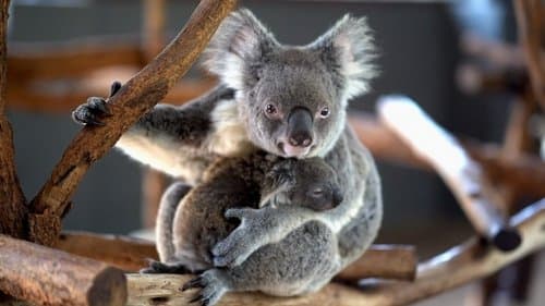 Escape from Extinction