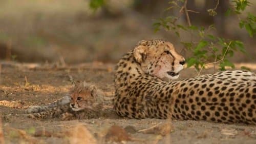 Serengeti Speed Queen